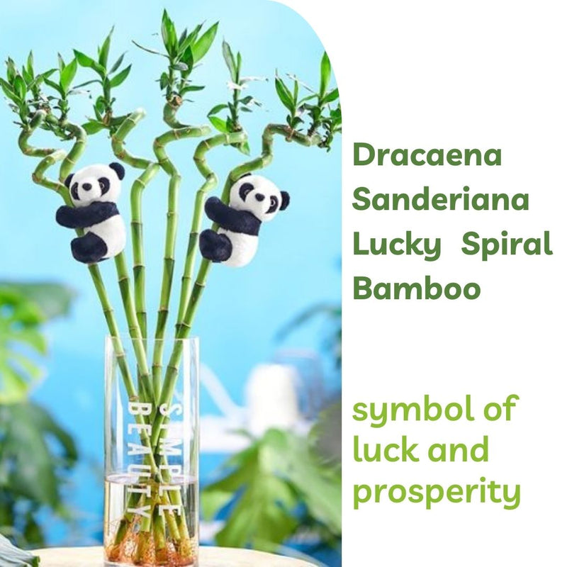 Spiral Bamboo Stick Live Plant