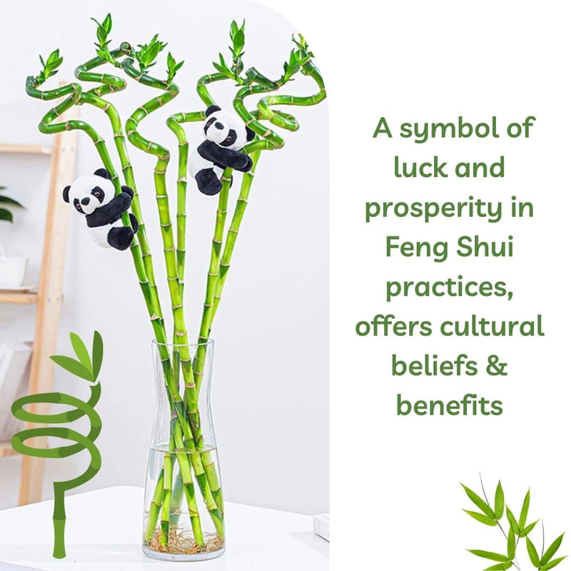 Spiral Bamboo Stick Live Plant