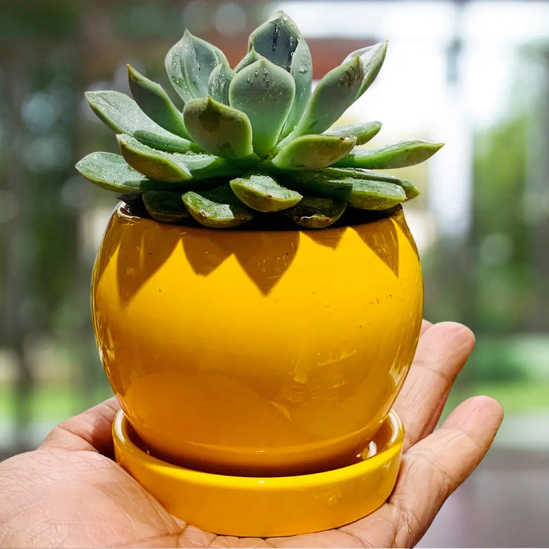 Succulent Echeveria - Live Plant (Mini)