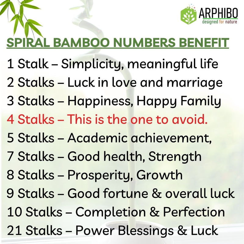 Spiral Bamboo Stick Live Plant
