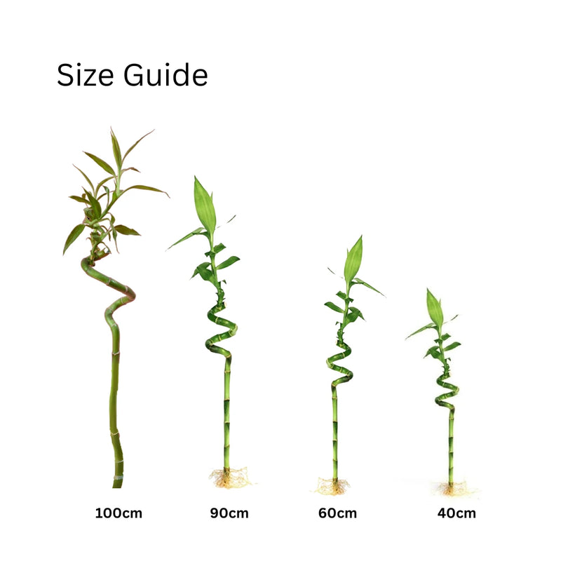 Spiral Bamboo Stick Live Plant