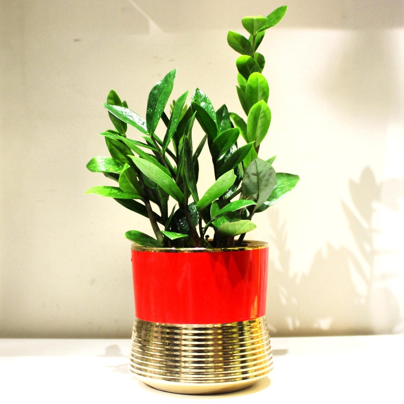 Ceramic Planter IRIS with ZZ Plant Medium Size - Gifting Option
