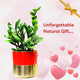 Ceramic Planter IRIS with ZZ Plant Medium Size - Gifting Option