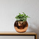 Money Plant - Enjoy Pothos