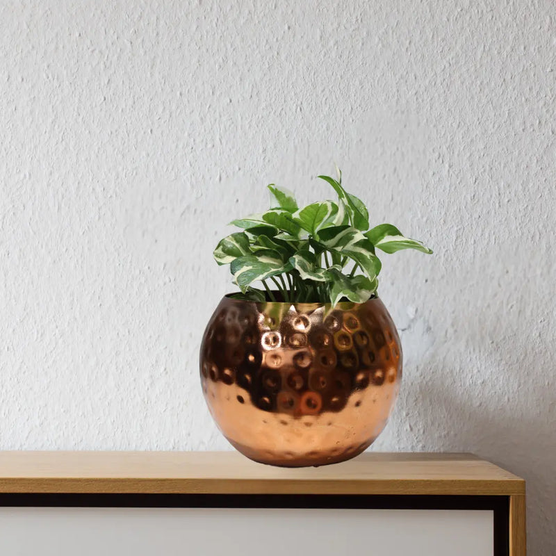 Money Plant - Enjoy Pothos