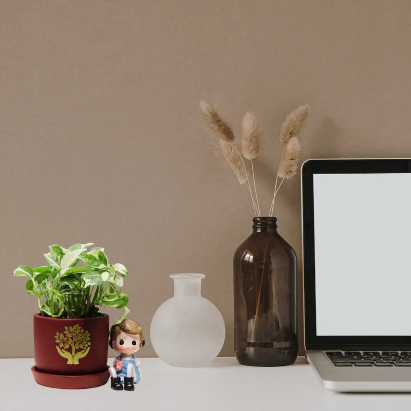 Money Plant - Enjoy Pothos