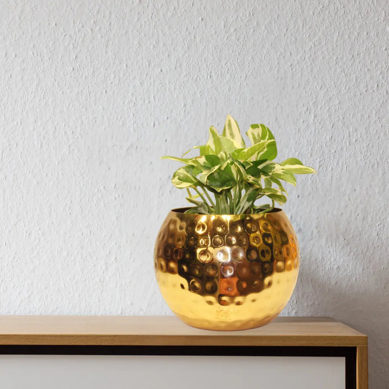 Money Plant - Enjoy Pothos