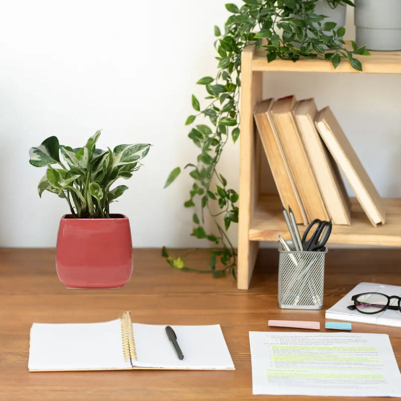 Money Plant - Enjoy Pothos