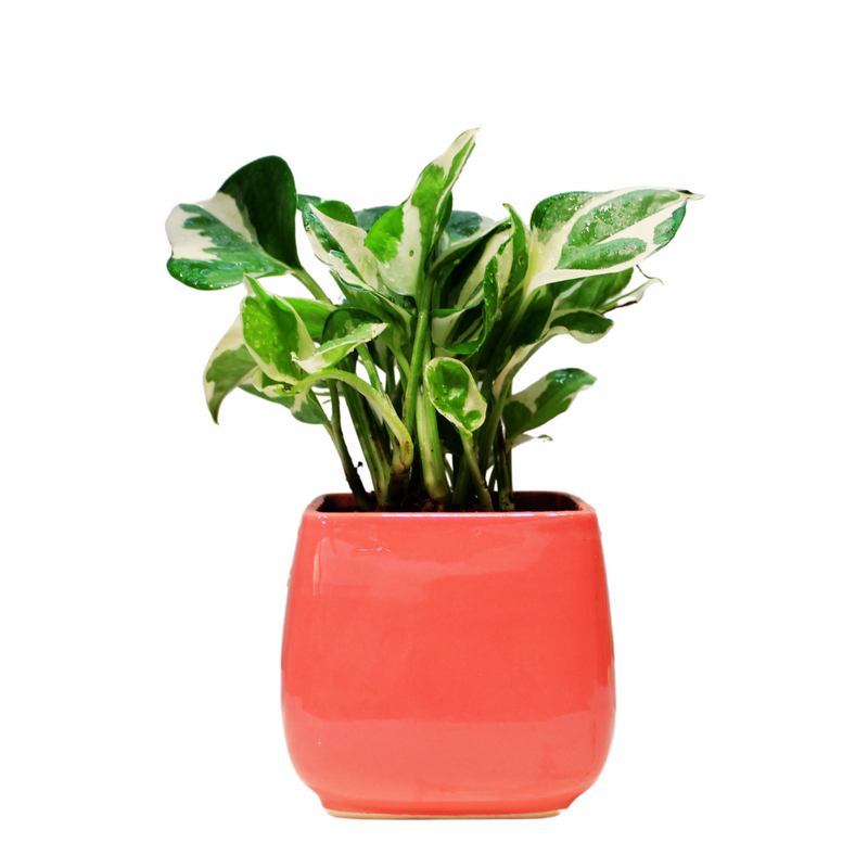 Money Plant - Enjoy Pothos