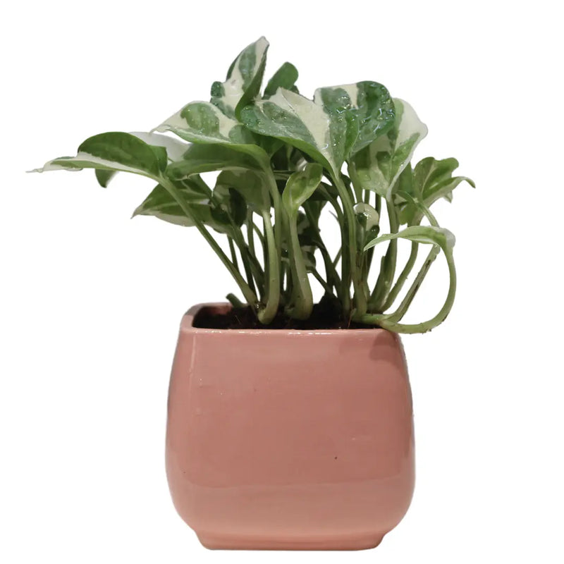 Money Plant - Enjoy Pothos