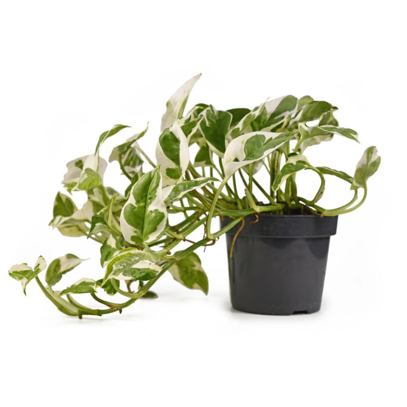 Money Plant - Enjoy Pothos