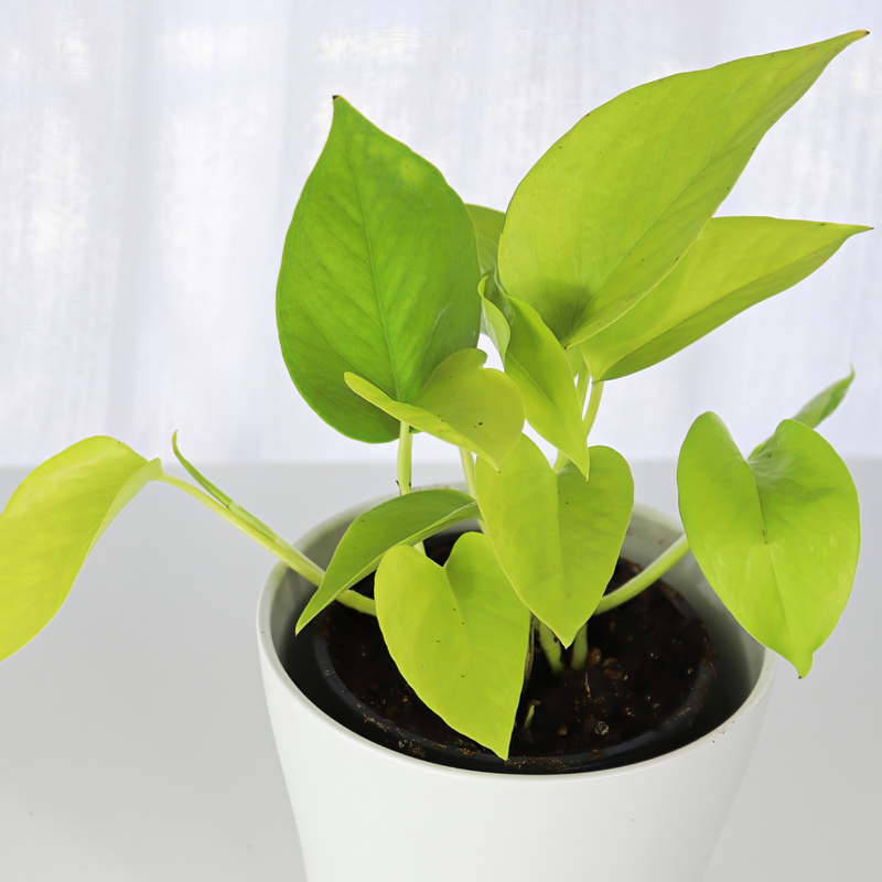 Epipremnum Aureum 'Neon' (Neon Pothos) Live Indoor Plant