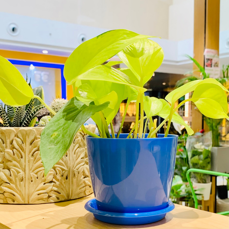 Epipremnum Aureum 'Neon' (Neon Pothos) Live Indoor Plant