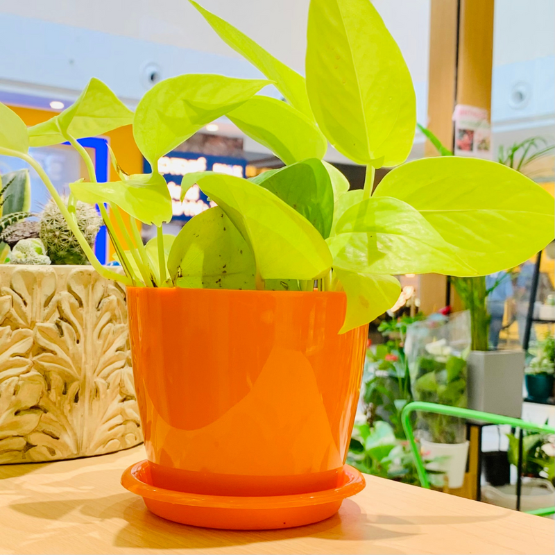 Epipremnum Aureum 'Neon' (Neon Pothos) Live Indoor Plant