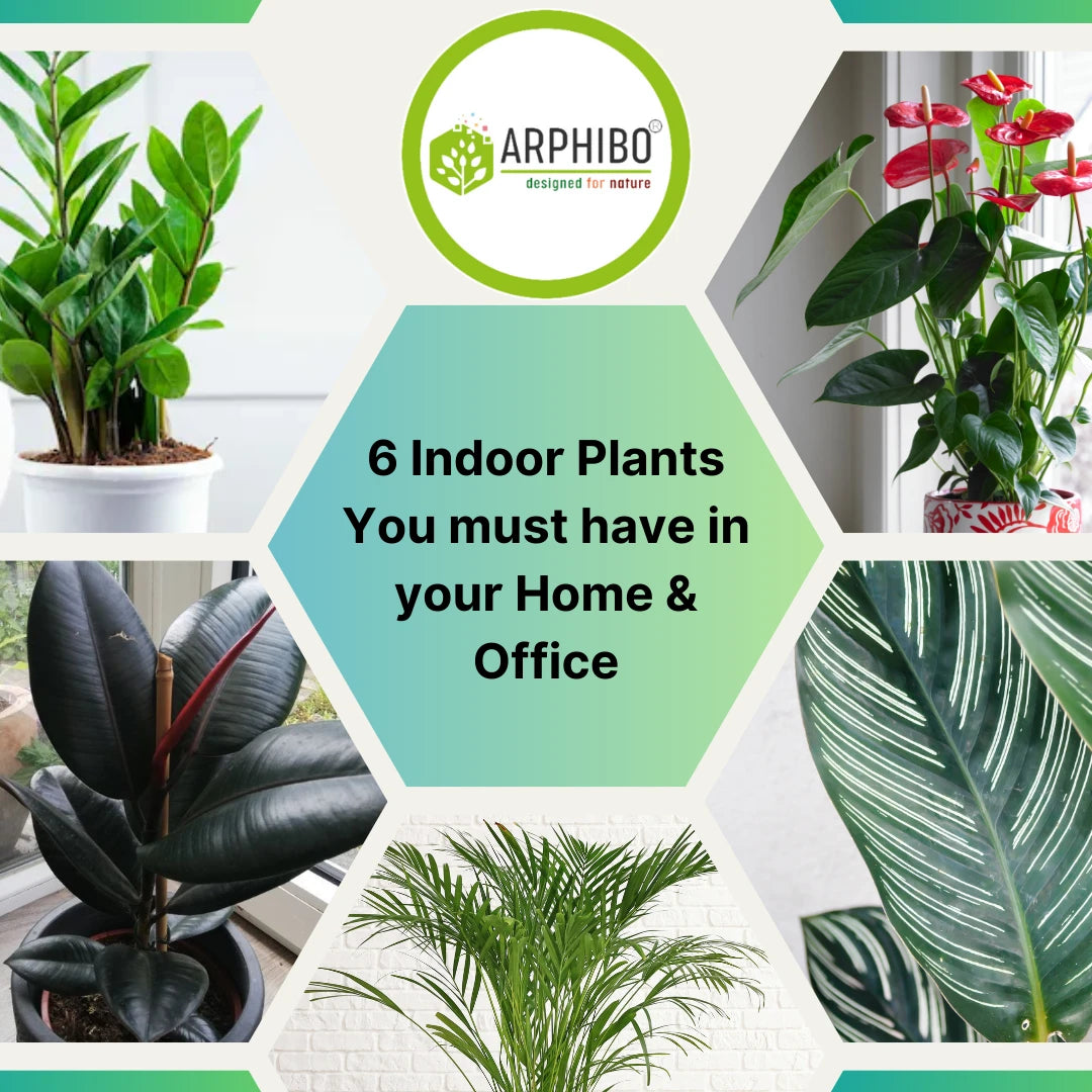 Live Indoor Plants