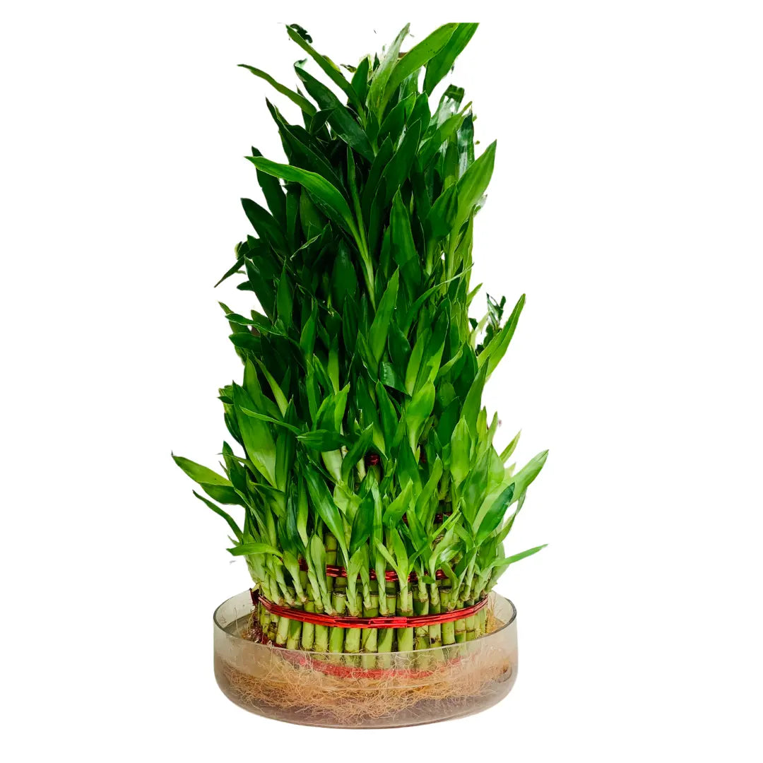 8-Layer Lucky Bamboo Plant in Glass Vase - Perfect for Home & Office Decor