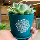 Succulent Echeveria - Live Plant (Mini)