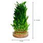 8-Layer Lucky Bamboo Plant in Glass Vase - Perfect for Home & Office Decor