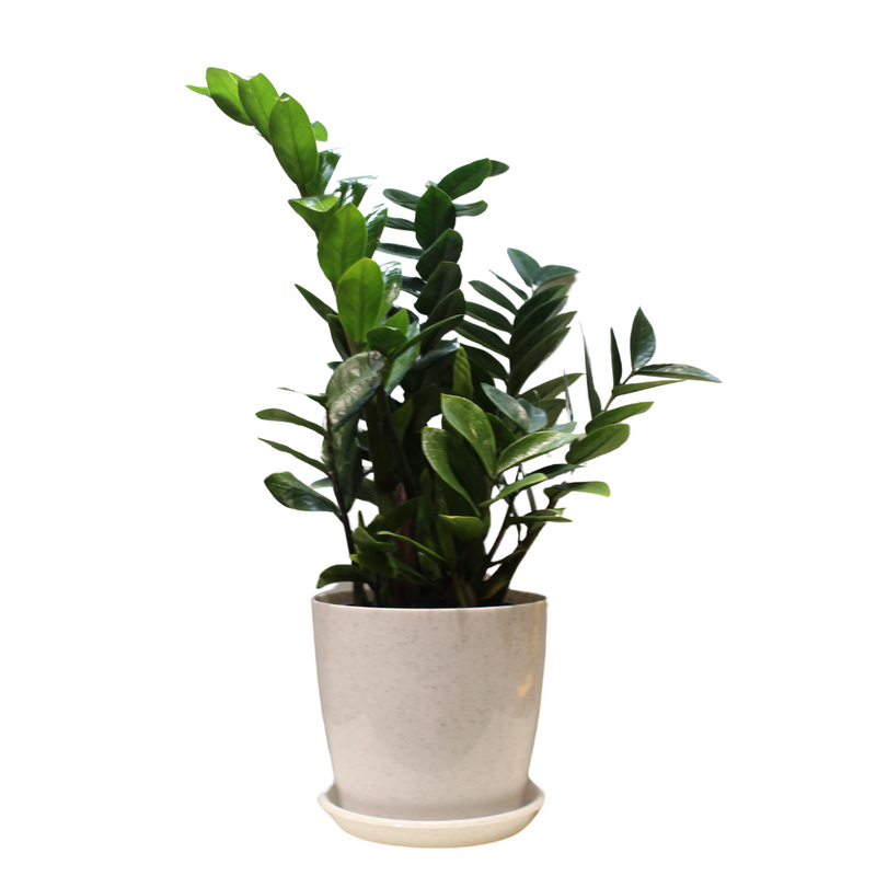 ZZ Live Plant Zamioculcas Zamiifolia