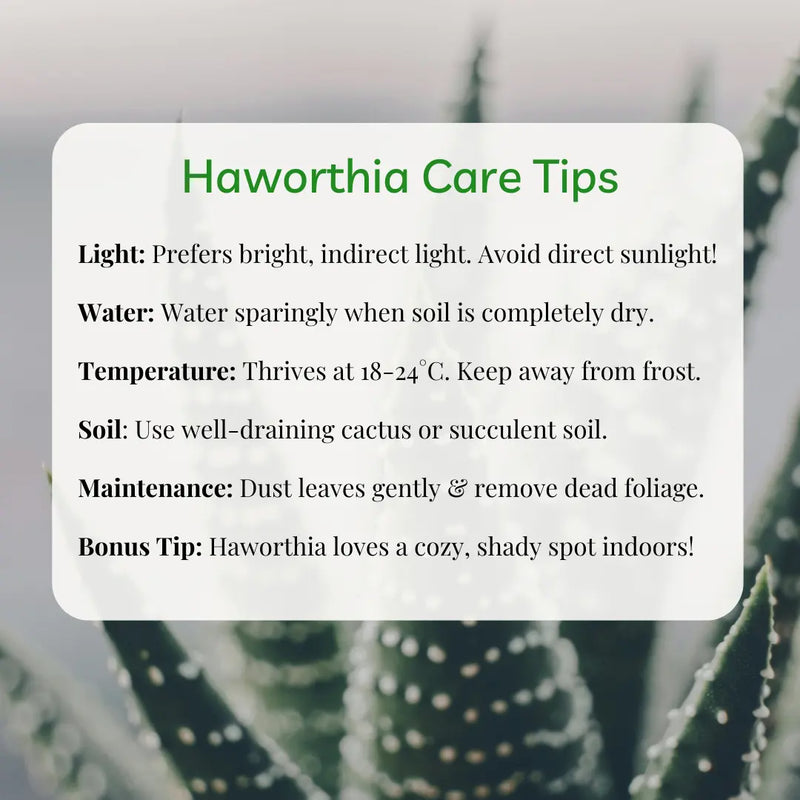 Haworthia Succulent Live Plant