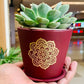 Succulent Echeveria - Live Plant (Mini)