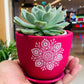 Succulent Echeveria - Live Plant (Mini)