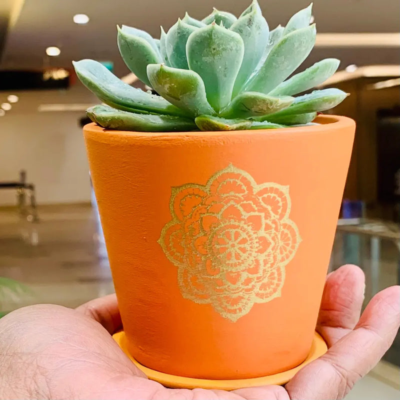 Succulent Echeveria - Live Plant (Mini)