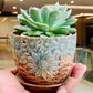 Succulent Echeveria - Live Plant (Mini)