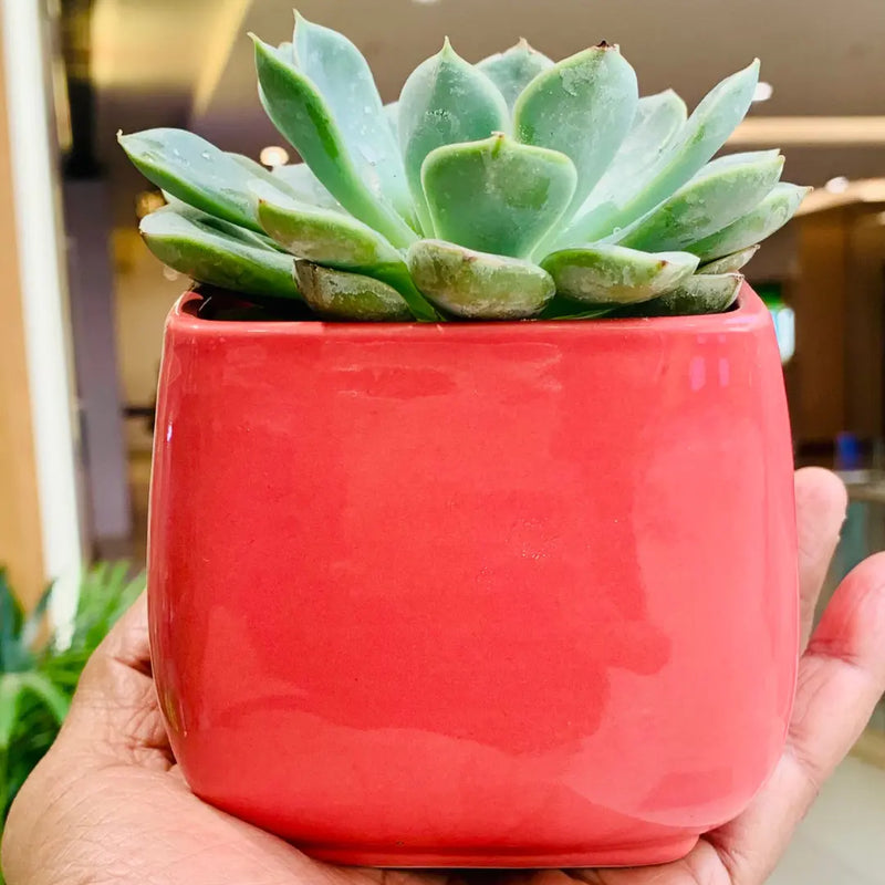 Succulent Echeveria - Live Plant (Mini)