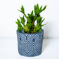 Zen Cement Planter – Modern Geometric Design for Elegant Décor