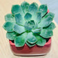 Succulent Echeveria - Live Plant (Mini)