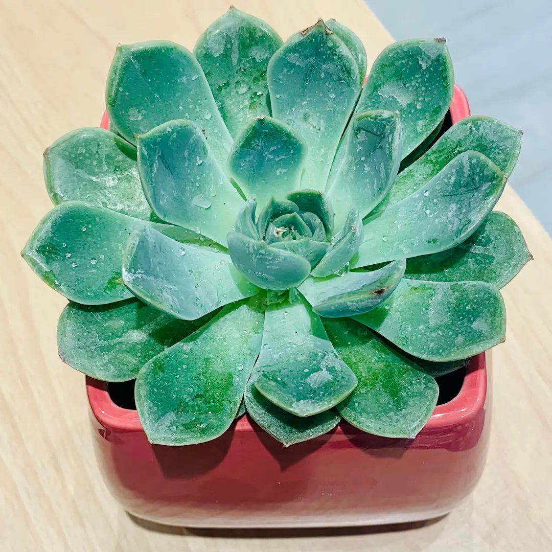 Succulent Echeveria - Live Plant (Mini)