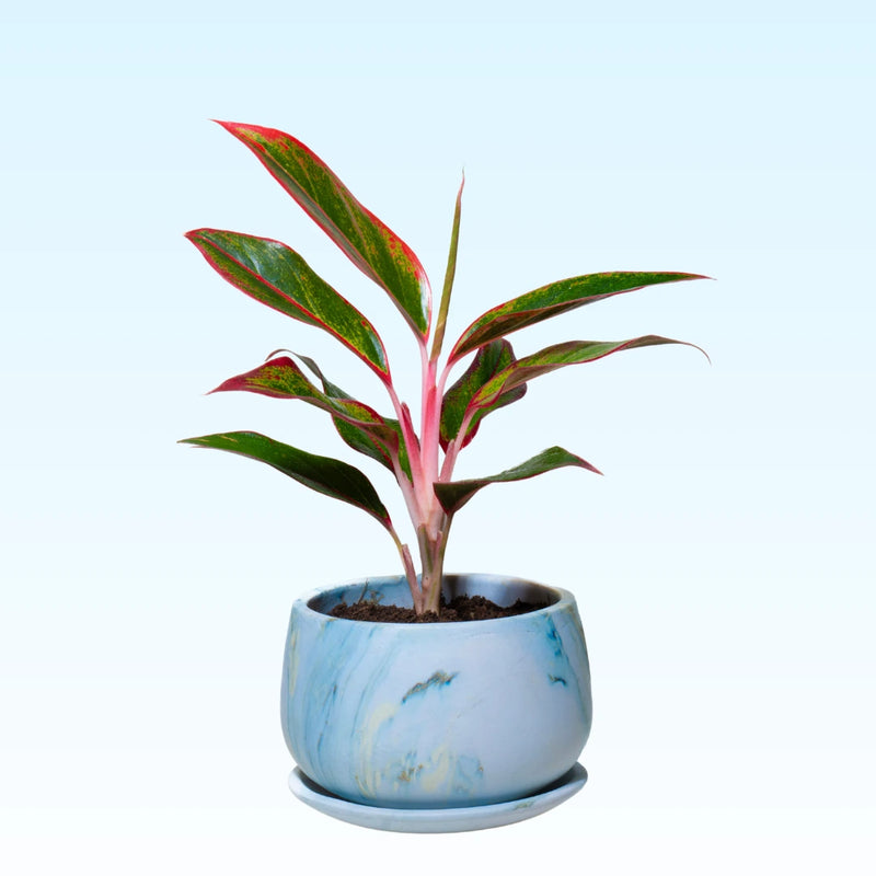 Elegant Ceramic Pot with Marble Finish – 5.5-Inch, Blue