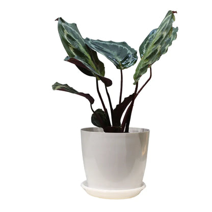 Calathea Medallion Live Plant