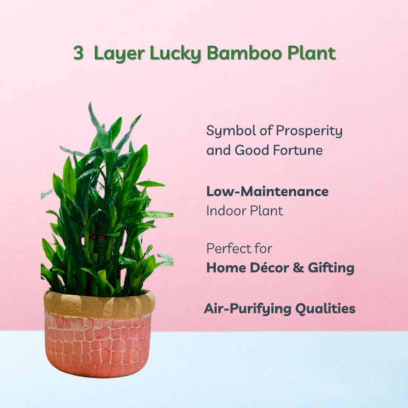 Lucky Bamboo 3Layer Dracaena Sanderiana Live Plant with Pot 4inch