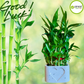 Lucky Bamboo 3Layer Dracaena Sanderiana Live Plant with Pot 4inch