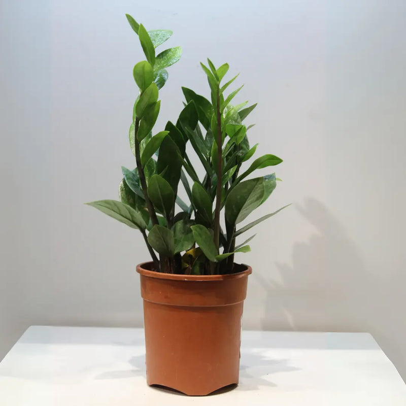 ZZ Live Plant Zamioculcas Zamiifolia