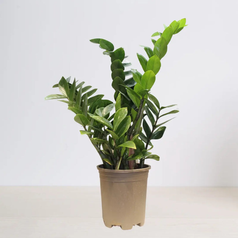 ZZ Live Plant Zamioculcas Zamiifolia