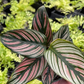 Calathea Majestica White Star Live Plant Pink Green 12 Inch in 5 Inch PVC Pot