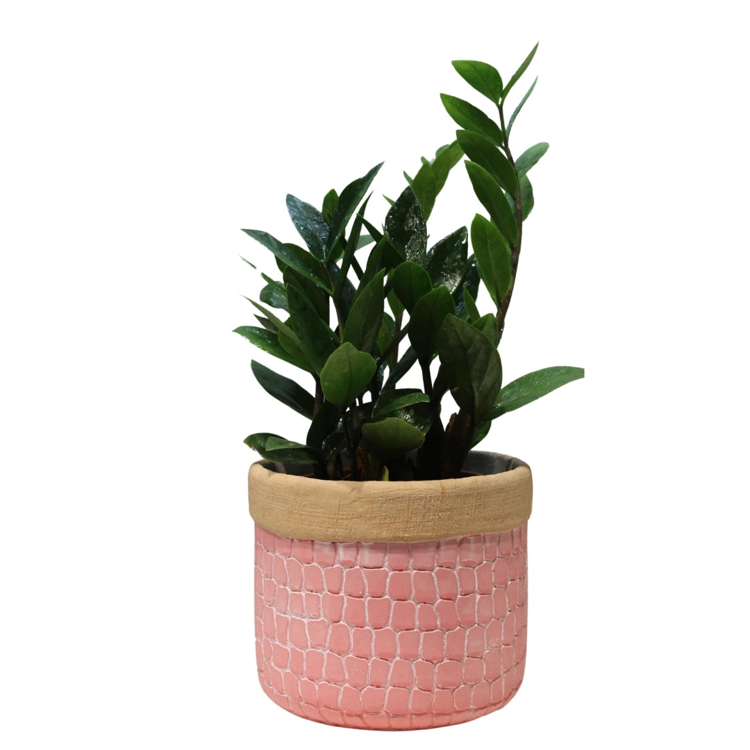 ZZ Live Plant Zamioculcas Zamiifolia