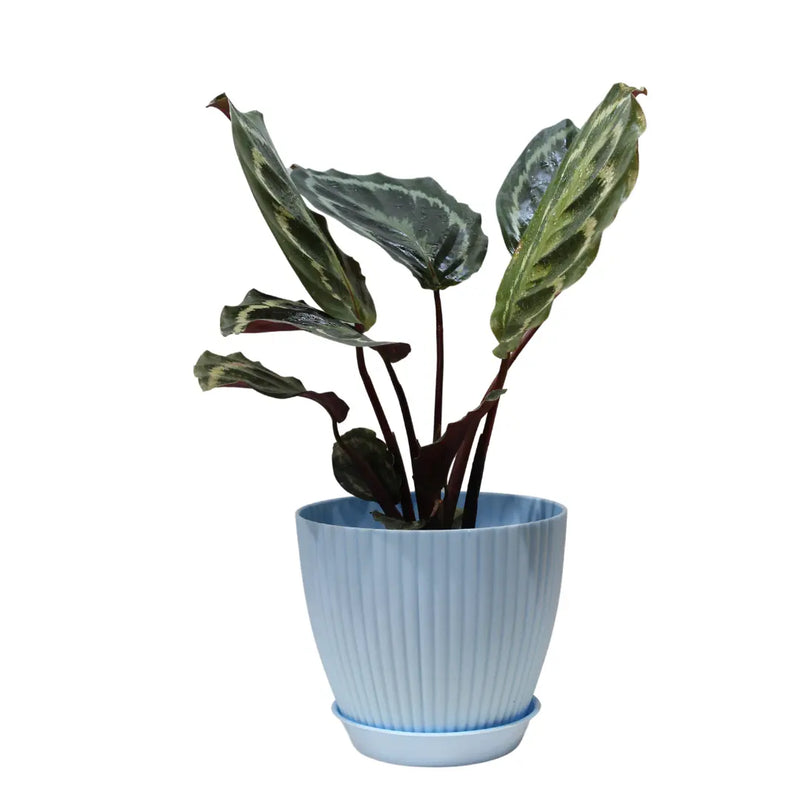 Calathea Medallion Live Plant