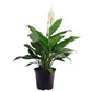 Spathiphyllum Peace Lily Flowering Plant Medium in 5 Inch Pot (Indian)