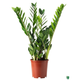 zamioculcas plant