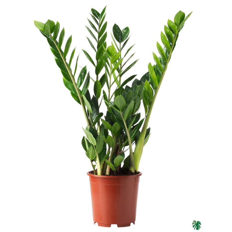 zamioculcas plant