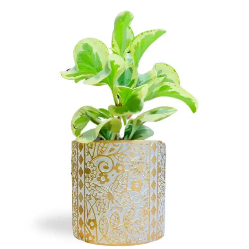 Eathweave Cement Planters  | Handcrafted Decorative Pots for Home & Office | Indoor & Outdoor Use