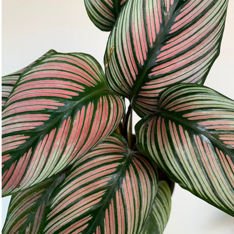 Calathea Majestica White Star Live Plant Pink Green 12 Inch in 5 Inch PVC Pot