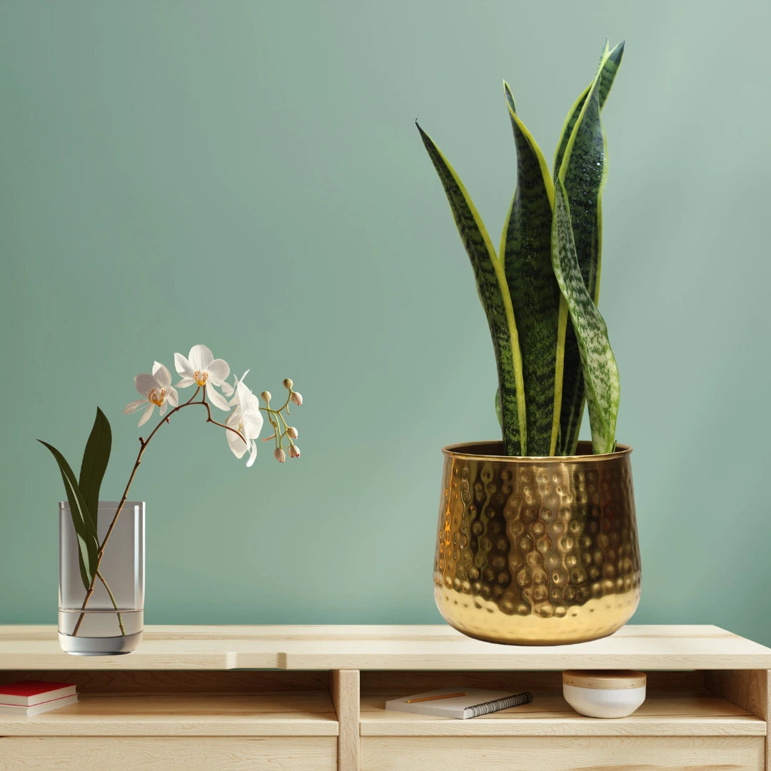 Snake Plant (Sansevieria Trifasciata Laurentii) - Large