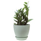 ZZ Live Plant Zamioculcas Zamiifolia