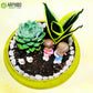 Plant Gift Set in Vibrant Ceramic Pot with Miniatures