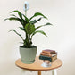 Spathiphyllum Peace Lily Flowering Plant Medium in 5 Inch Pot (Indian)